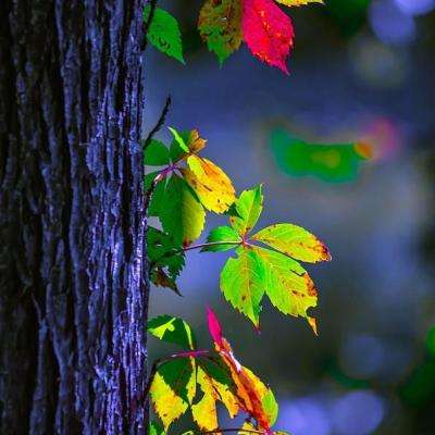 b体育在线登陆素描版